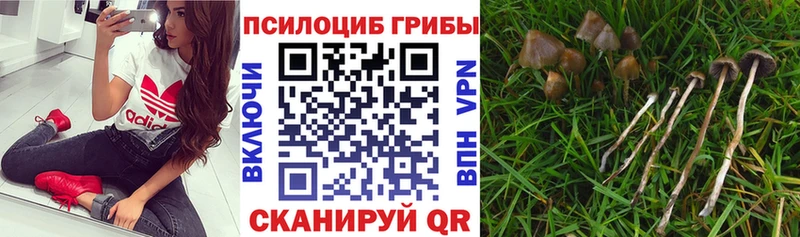 МЕГА ТОР  Сысерть  Псилоцибиновые грибы MAGIC MUSHROOMS  купить  цена 